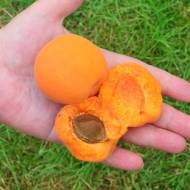 Саджанець абрикос Цунамі в контейнері